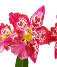 Strawberry Delight Orchid Gift (Online Promotion Only)