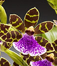 The Joy of Fragrance Premium Orchid Gift
