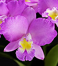 Cotton Candy Cattleya Gift Basket