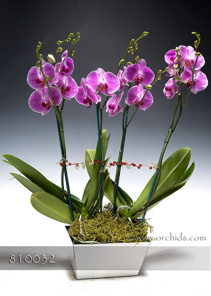 Amazing Grace Phalaenopsis Combo in Asian Box