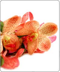 Pink Mokara Orchids:  5 cut Flower Spikes