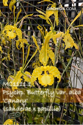 Psychp. Butterfly var. alba 'Canary' (sanderae x papillio)