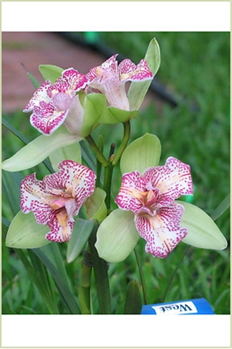 Cym. Green Valley Emerald 'Peloric' (Cym. ensifolium x Cym. Green Plumage)