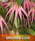 Cirr. Elizabeth Ann 'Buokleberry' FCC/AOS (Cirr. longissimum x Cirr. rothschildianum)
