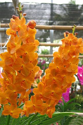 Ascda. Suksamran Sunlight 'Gold'    (Jiraprapax x Pralor) 