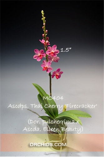 asvts. Thai Cherry 'Firecracker'    (Dor. pulcherrima x Ascda. Elieen Beauty) 