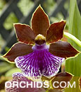 Zygo. Artur Elle 'Tanza Night' FCC/AOS (Zygo. Blackii x Zygo. B.G. White)