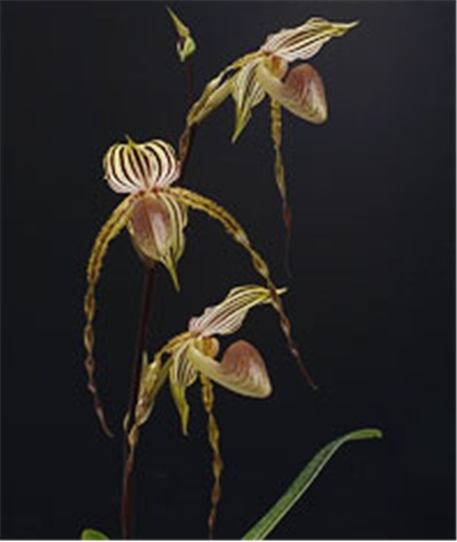 Paph. Yellow Tiger  (stonei x praestans) 