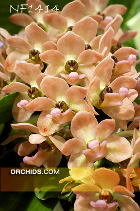 Rhy. gigantea   , note: Husky 5 years old plant in 6 " Pot !  (gigantea ' Peach' x self) 
