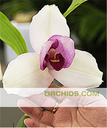 Lyc. Shoalhaven  (Lyc. skinneri ' Monte Vista ' x Lyc. Koolena) 
