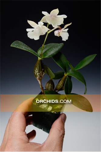 Den.   (aberrans x eximium) 
