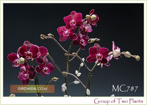 Dtps. Happy News 'Burgundy' (Sweet Strawberry x Happy UFO)