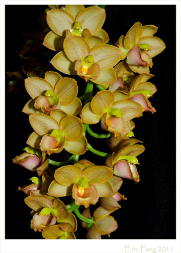 Cld. Jumbo Freedom  (Momordia Emiina Watouy ' jumbo x Cyc. warscewiczii ' Jumbo') 