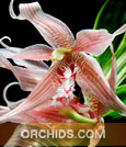 Paphinia. Majestic (herrerae x cristata)