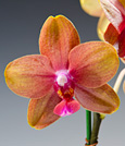 Baby Orange Phalaenopsis Orchid in Bamboo Cachepot