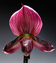 Fine Wine Lady Slipper Orchid in Cachepot (Online orders only!)