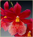 Swiss Beauty Orchid Combo in Deco Container