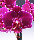 A true  'Sweetheart' for any occasion - ONLINE ORDER ONLY