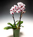 Petite Sweetheart Phalaenopsis in Cachepot