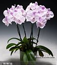Sweetest of Sweethearts Phalaenopsis Combo