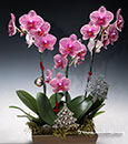 Premium Carnival Combo Butterfly Orchid in Deco Container