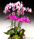 Pretty in Pink Phalaenopsis Combo