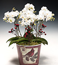 Snowballs in Abundance in Deco Cachepot
