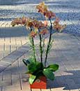Bountiful Living Bouquet
