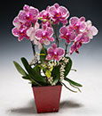 Orchid Sweet Heart in Deco Container