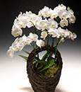 Grandioso White Phalaenopsis Arrangement