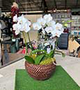 White Mariposa Butterfly Combo in Woven Basket