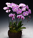 Fuschia Delight Butterfly Combo in Woven Basket