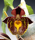 Ctsm. Gerhard Leiste 'Jumbo Orchids'  (pileatum x Jumbo Pearl)