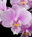 Phal. Jiaho's Pink Girl 'Sweet Fragrance'  (Phal. schilleriana ' Sweet Fragrance' x Zuma's Pixie)
