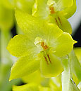 Dendrochilum formosanum ' Montclair' 