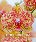 Phal. KV Beauty 'Golden Treasure'  (Salu Peoker x Chih Shang's Stripes) 