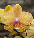Phal. Jiuhbao Queen Diamond 'FANGtastic Picotee'  (Chian Xen Queen x Haur Jin Diamond)