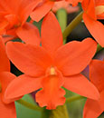 Pot. Young-Min Orange 'Golden Satisfaction' AM/AOS (Pot. Viola Nugget x Lc. Trick or Treat)