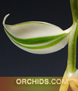 Vanilla. planifolia 'Marginata'  ( x )