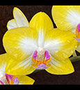 Phal. Yen Shaui Sweet Girl 'Shiny Girl' (Little Stripes Stripes x Tzu Chiang Prince) 