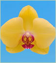 Phal. OX Golden Star 'FANGtastic'  (Sunrise Star x Fusheng’s Golden Age)
