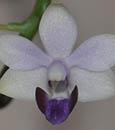 Phal. Tzu Chiang Sapphire 'Baby Blue'  (Phal. Tzu Chiang Lilac x P. pulcherrima)