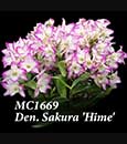 Den. Sakura 'Hime'  (Den. Otome x Den. Snowflake)