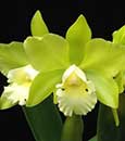 Blc. Hawaiian Passion 'Lake View' (Lc. Wailea x Blc. Waikiki Gold)