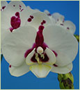 Phal. Yushan Christopher 'Little Panda' (Nankung's 4.55 pm x Timothy Christopher),