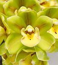 Cymbidium Sunshine Falls 'Butterball' AM/AOS (Cym. King Arthur x Cym. madidum)