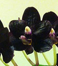Phal. Natsume's Berry 'Little Treasure' HCC/AOS (Yu Pin Natsume x Fuller's Berry)