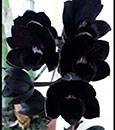 Fdk. After Dark 'SVO Black Pearl' FCC/AOS , CCE/AOS