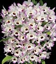 Den. Love Memory 'Fizz' (White Rabbit x Sachi)