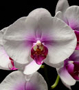Phal. 'Blushing Bride' (Mount Lip x Wedding Bell)